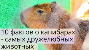 10 фактов о самых дружелюбных животных - капибарах