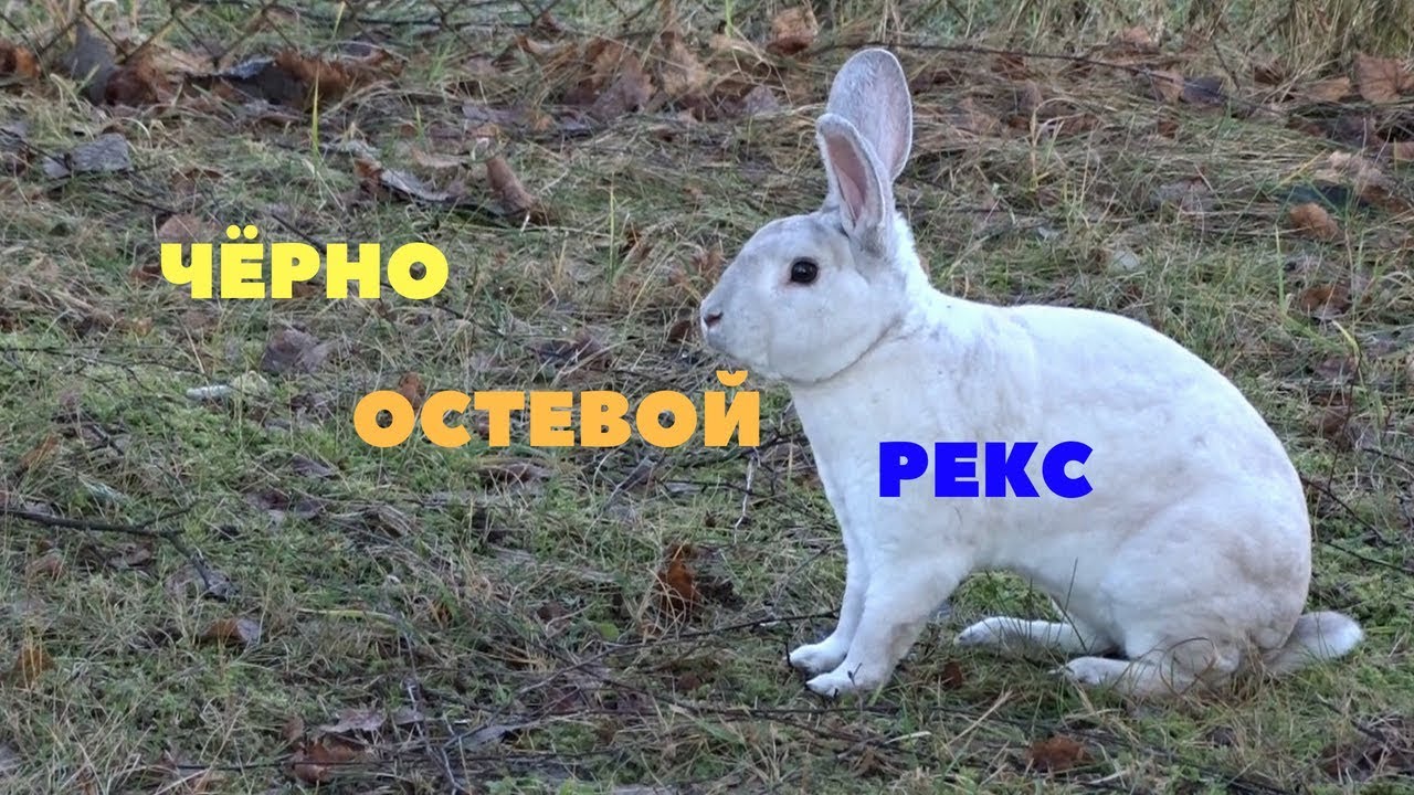 Рекс шварцграннен – Schwarzgrannen-Rexe. Редкий окрас в России