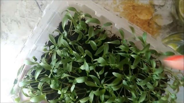 Зелень на подоконнике! Продолжение смотреть онлайн