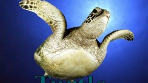 Презентация Азбука животных