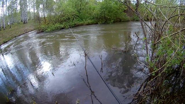 сорога идёт на нерест смотреть онлайн