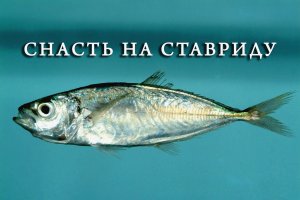 Снасть на ставриду. как правильно связать ставку на ставриду