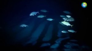 Военные наткнулись на цивилизацию атлантов под водой или повстречали НЛО