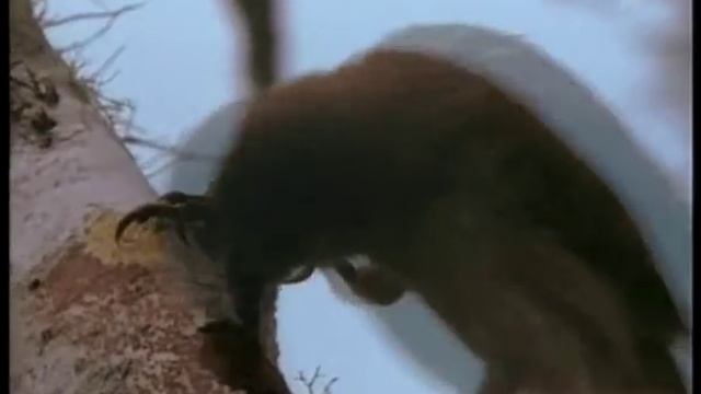 Разнообразие галапагосских вьюрков.wmv смотреть онлайн