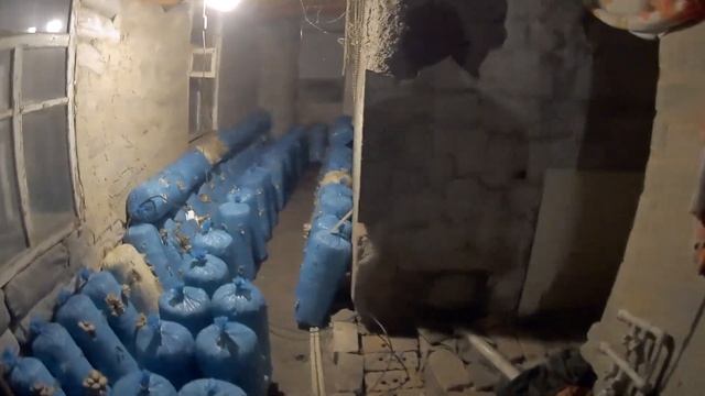 Выращивание Грибов Вешенка 2-3 волна Обзор состояния моих грибных дел на 13 декабря смотреть онлайн