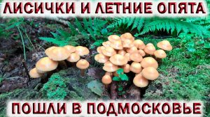 ?ГРИБЫ ЛИСИЧКИ И ЛЕТНИЕ ОПЯТА ПОШЛИ В ПОДМОСКОВЬЕ.?Грибной суп из опят и лисичек