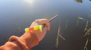 Одна капля и КАРАСЬ клюёт!!! ЛОВЛЯ КАРАСЯ на ПОПЛАВОК летним утром
