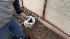 16 мая 2022 г. Зацвела желтая слива. Убираемся в теплице, натянули сетку.