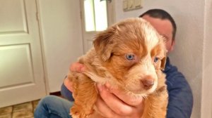 Щенками мини аусси 5 недель. Загадка питомника собак, кто остается у нас дома