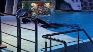 Москвариум 2016 (океанариум на ВДНХ) - выступление касаток.