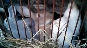 Ребятам о зверятах