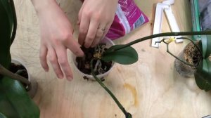 Орхидея, попадание воды на листья, спасаем ,из магазина ( 3-е видео)