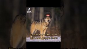 Цитаты волка—СБОРНИК