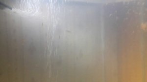От икры до 1.5 месячных мальков Золотая рыбка ( Комета вуаль )
