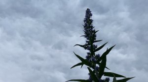 TIMELAPSE (TIME LAPSE TIME-LAPSE) - Bumble Bees Collecting Pollen on Tall Echium Pininana Plant