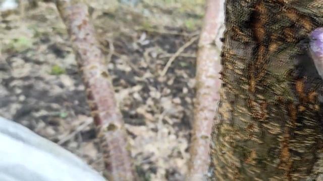 Садовый вар и черешня в космосе) смотреть онлайн