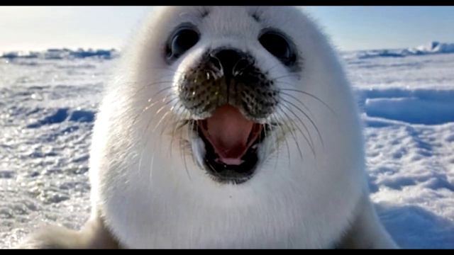 Озеро Байкал - сокровище России! смотреть онлайн