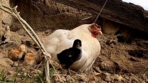 Вылупились цыплята? Первая неделя жизни цыплят? Цыплята ? в Крыму