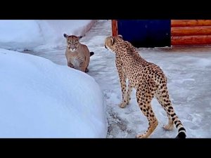 Пума Месси пришёл в вольер позвать Герду на прогулку! Коты очень давно не гуляли вместе!