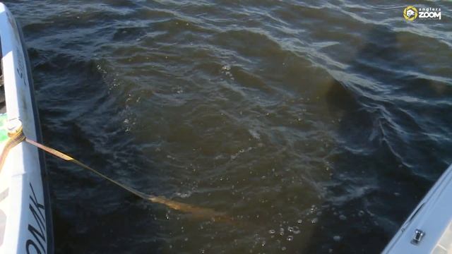 Осенняя ловля судака джигом. Горьковское водохранилище. Часть 2. Артём Мишин. Anglers Practical смотреть онлайн