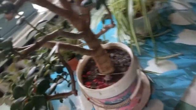 Снега 5 см насыпало! Кошки. Цветы домашние, поливаю смотреть онлайн