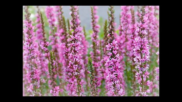 Трынь-трава, разрыв-трава, спрыг-трава. Что за травы такие? смотреть онлайн