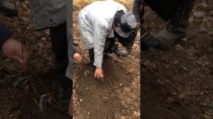 Мастер класс по размножению карликового яблоневого подвоя М9