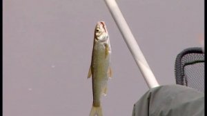 Плотва, голавль и елец.