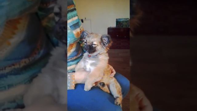 Жалко собачку смотреть онлайн