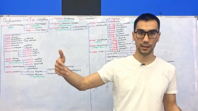 Классификация животного мира. Часть 2 | Зоология (7 класс) | смотреть онлайн