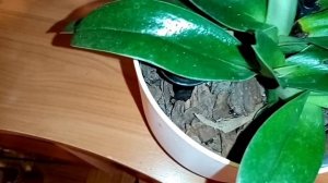 Пафиопедилум. обзор. цветение гибрида.