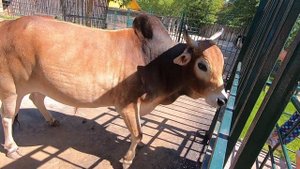 В ЗООПАРКЕ // БЫК ЗЕБУ // видео 3