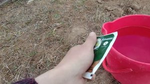 Посадка рассады клубники фриго.