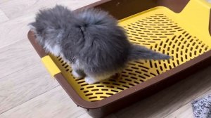 Девченка какает 3 июня 2022. 18:35