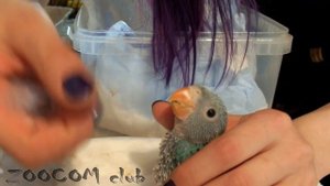 Кормление птенцов ожерелового попугая