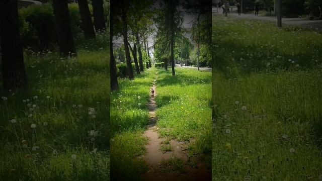 Прогулки