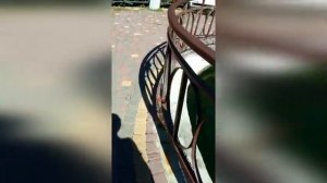 умирающий тюлень в парке Тайган