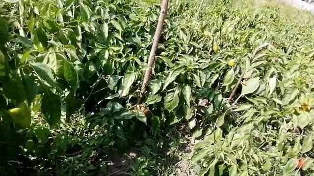 День Рождения крестной мамы Тони. смотреть онлайн