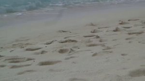 Бегают крабы по пляжу