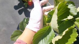 Сифлоретте. Ciflorette. Земляника.