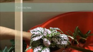 Цветы для палюдариума, для фитостены.