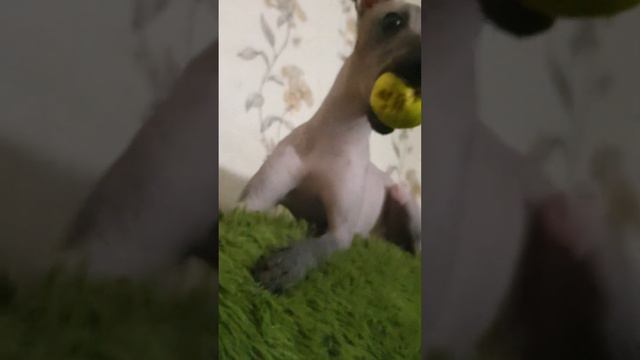 Лысенький сынок ксолоитцкуинтли 🥰 смотреть онлайн