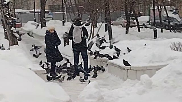 Снег идёт. Ребятя подкармливают голубей. смотреть онлайн