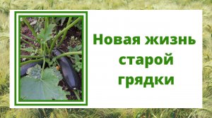 Новая жизнь старой грядки.
