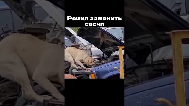 Моралфагам не смотреть ⚡️