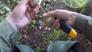 Грибы не отпускают из леса - Огромное количество белых грибов в Московской области