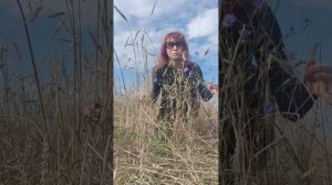 Певунья) отцвели хризантемы в саду