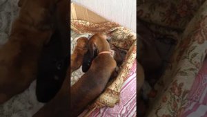 Щенки Карликовой Таксы