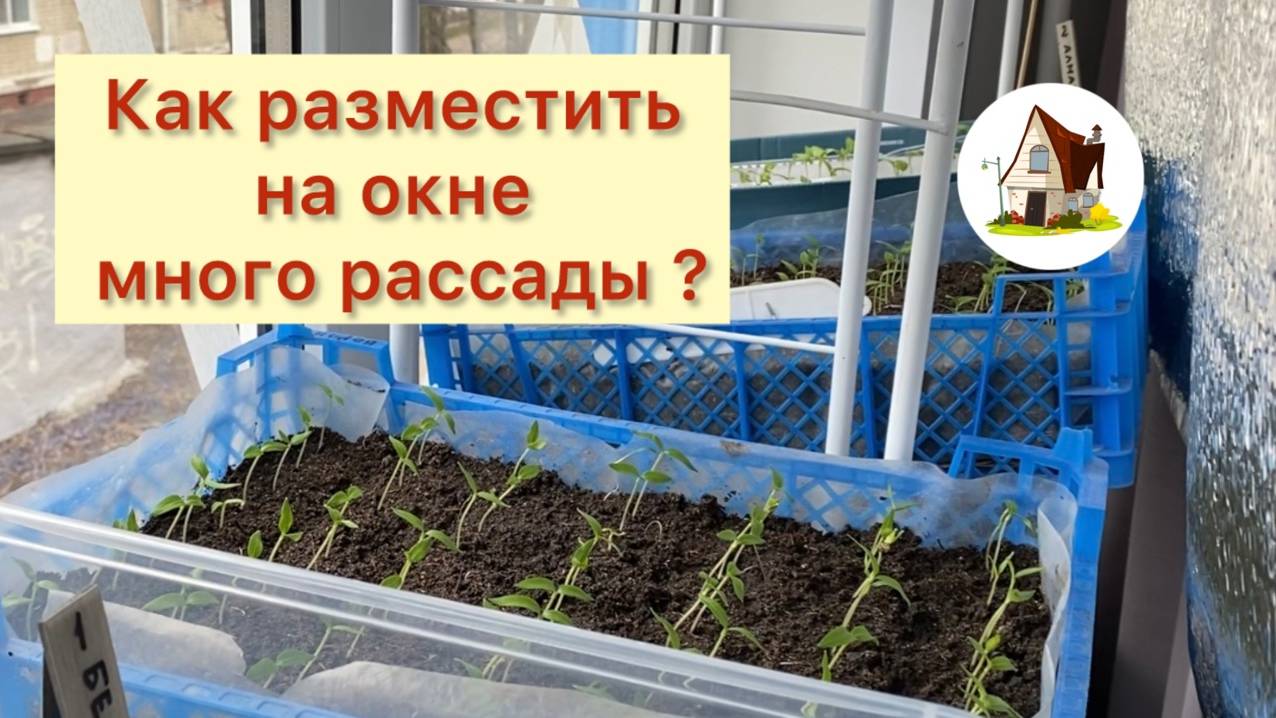 3. Расставляю ящики на подоконник. Рассада на продажу 2024.