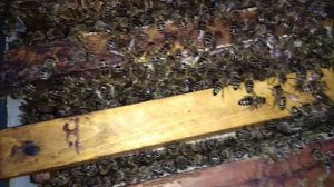 Что на голове и на спине у пчелы?